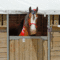 What Should Be On Your Horse's Stall Card – The #1 Resource Throughout Horse Stall Card Template
