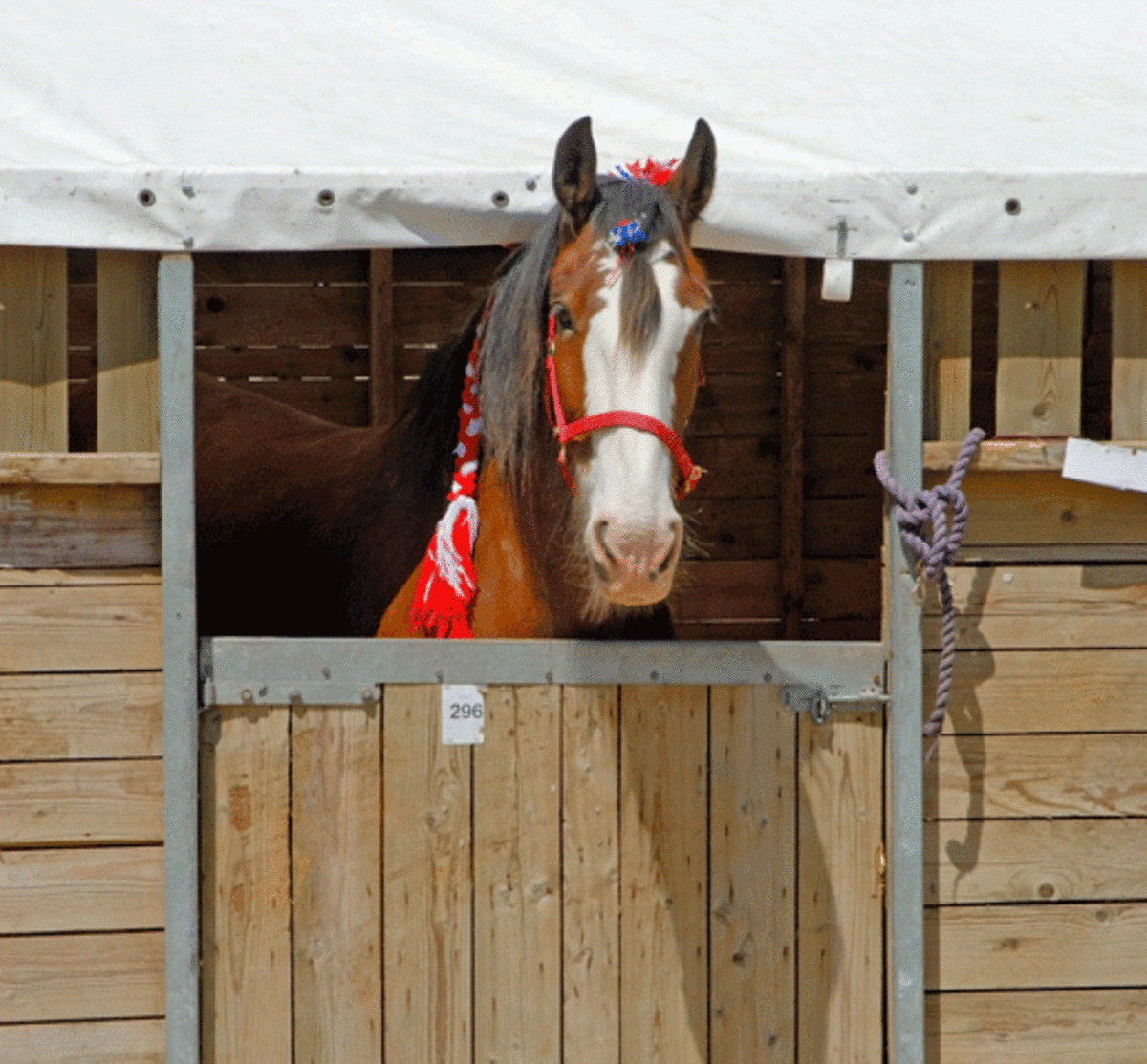 What Should Be On Your Horse's Stall Card – The #1 Resource Throughout Horse Stall Card Template